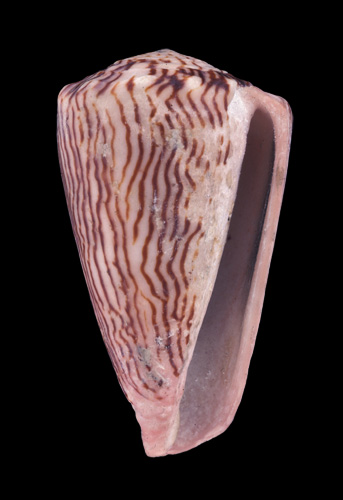 Conus lineolatus  Valenciennes, 1832 Primary Type Image