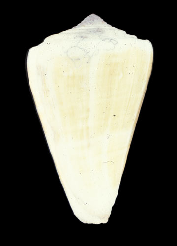 Conus lischkeanus  Weinkauff, 1875 Primary Type Image