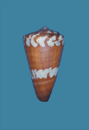 Conus litoglyphus  Hwass in Bruguière, 1792 Primary Type Image