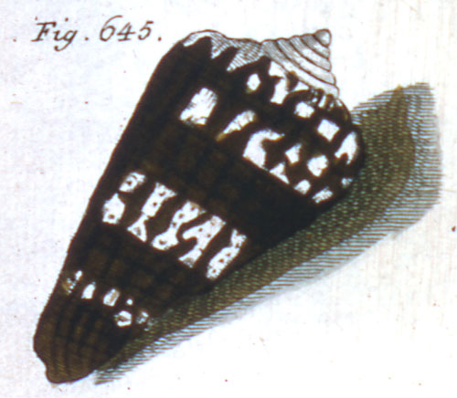 Cucullus locumtenens  Röding, 1798 Representation of Lectotype Image