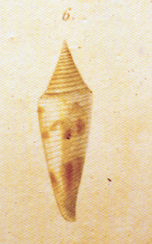 Conus longurionis  Kiener, 1847 Original Figure Image