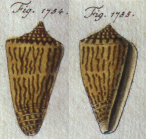 Conus lorenzianus  Dillwyn, 1817 Representation of Lectotype Image