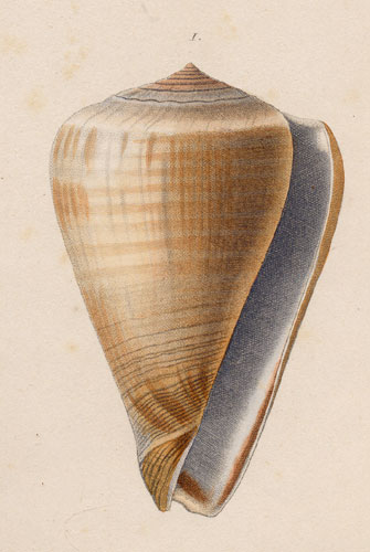 Conus loroisii  Kiener, 1846 Original Figure Image