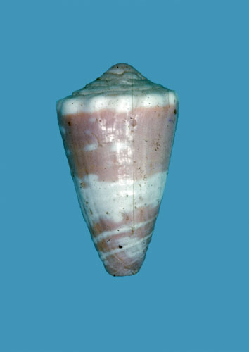 Conus lubeckianus  Bernardi, 1861 Primary Type Image