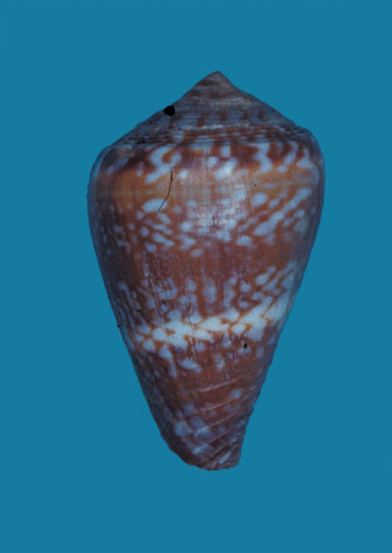 Conus lugubris  Reeve, 1849 Primary Type Image