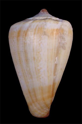 Conus luquei  Rolán & Trovao in Rolán, 1990 Primary Type Image