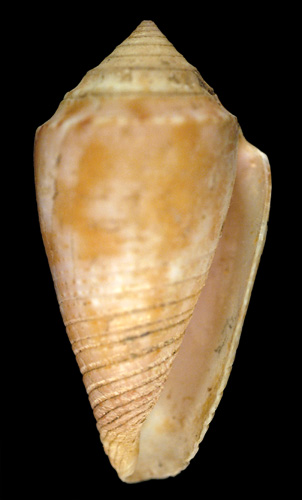 Conus bermudensis lymani  Clench, 1942 Primary Type Image