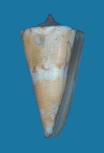 Conus macarae  Bernardi, 1857 Primary Type Image