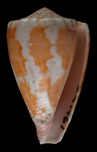 Conus maculiferus  Sowerby ii, 1833 Primary Type Image