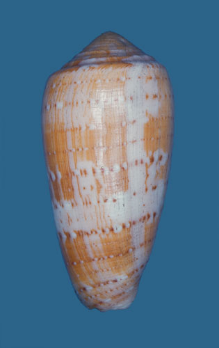 Conus magdalenae  Kiener, 1847 Primary Type Image