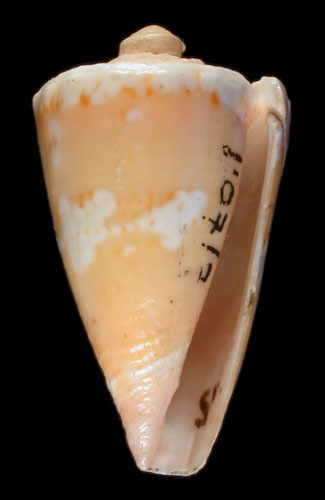 Conus magellanicus  Hwass in Bruguière, 1792 Primary Type Image