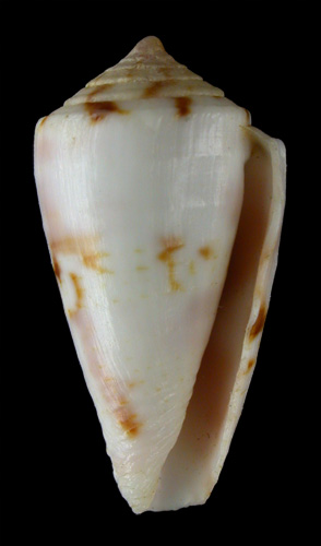 Conus magnottei  Petuch, 1987 Primary Type Image