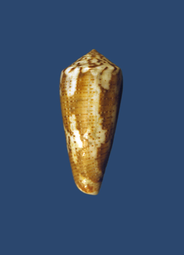 Conus magus  Linnaeus, 1758 Primary Type Image