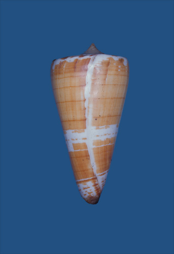 Conus maldivus  Hwass in Bruguière, 1792 Primary Type Image