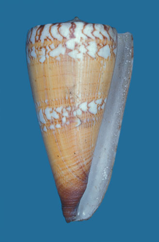 Conus mariei  Jousseaume, 1899 Primary Type Image