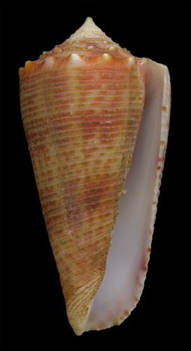 Conus marielae  Rehder & Wilson, 1975 Primary Type Image