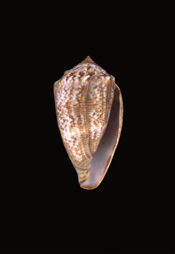 Conus mediterraneus marmoratus  Philippi, 1836 Primary Type Image