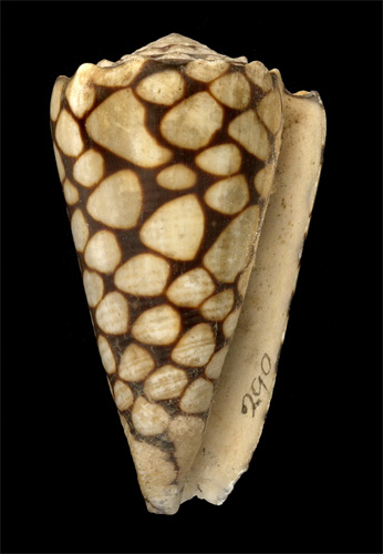 Conus marmoreus  Linnaeus, 1758 Primary Type Image