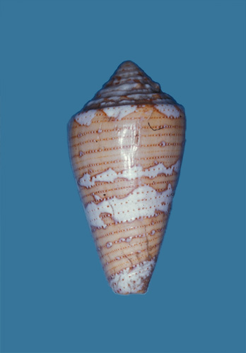 Conus cedonulli martinicanus  Hwass in Bruguière, 1792 Primary Type Image