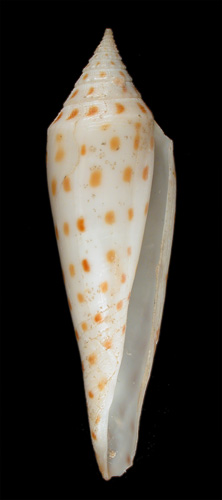 Conus mazei  Deshayes, 1874 Primary Type Image