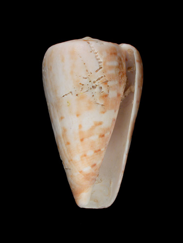 Conus medoci  Lorenz, 2004 Primary Type Image