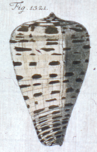 Cucullus medusae  Röding, 1798 Representation of Lectotype Image