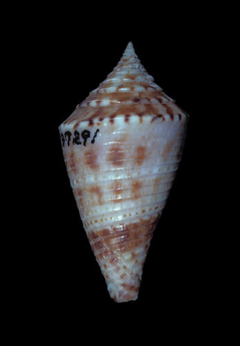 Asprella memiae  Habe & Kosuge, 1970 Primary Type Image