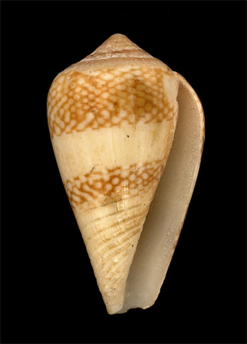 Conus mercator  Linnaeus, 1758 Primary Type Image