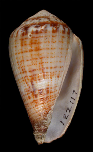 Conus biliosus meyeri  Walls, 1979 Primary Type Image