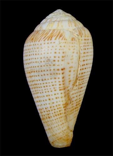 Conus micropunctatus  Röckel & Rolán, 2000 Primary Type Image