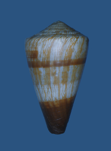 Conus miles  Linnaeus, 1758 Primary Type Image