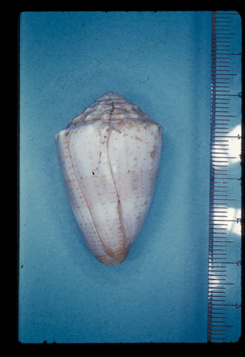 Conus miliaris  Hwass in Bruguière, 1792 Primary Type Image