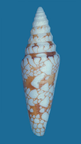 Conus milneedwardsi  Jousseaume, 1894 Primary Type Image