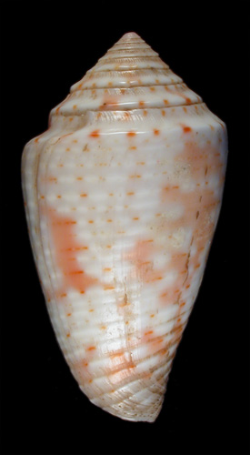 Conus mindanus  Hwass in Bruguière, 1792 Primary Type Image