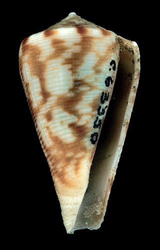 Mamiconus minnamurra  Garrard, 1961 Primary Type Image