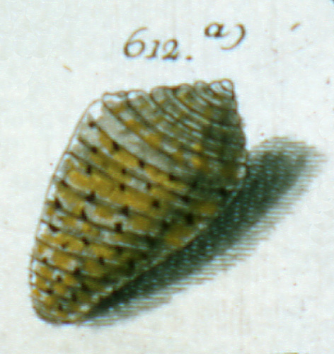 Cucullus minutus  Röding, 1798 Representation of Lectotype Image