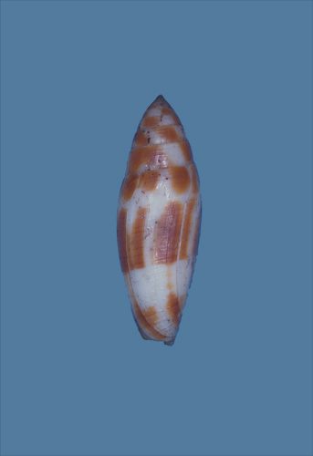 Conus mitratus  Hwass in Bruguière, 1792 Primary Type Image