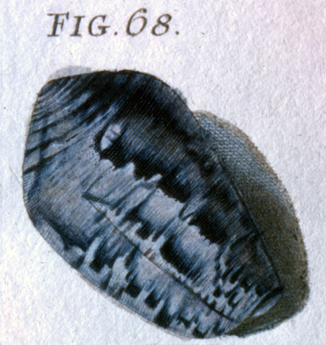 Conus monachus  Linnaeus, 1758 Representation of Lectotype Image