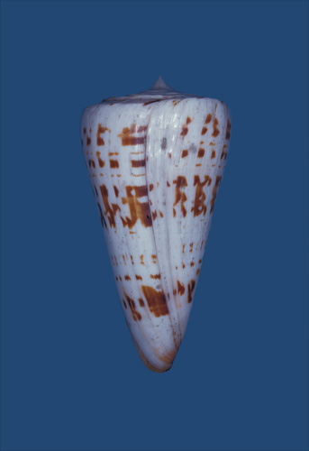 Conus monile  Hwass in Bruguière, 1792 Primary Type Image