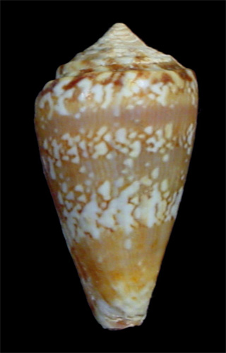 Conus mordeirae  Rolán & Trovao in Rolán, 1990 Primary Type Image