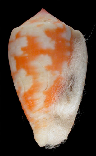 Conus morrisoni  G. Raybaudi Massilia, 1991 Primary Type Image