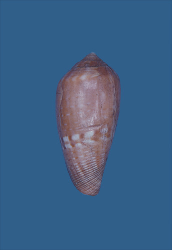 Conus mozambicus  Hwass in Bruguière, 1792 Primary Type Image