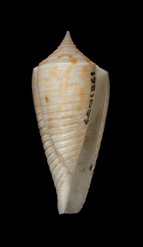 Conus mucronatus  Reeve, 1843 Syntype Image