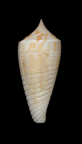 Conus mucronatus  Reeve, 1843  Image