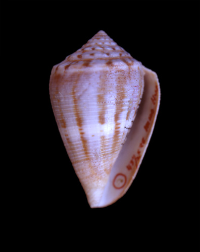 Conus mus  Hwass in Bruguière, 1792 Primary Type Image