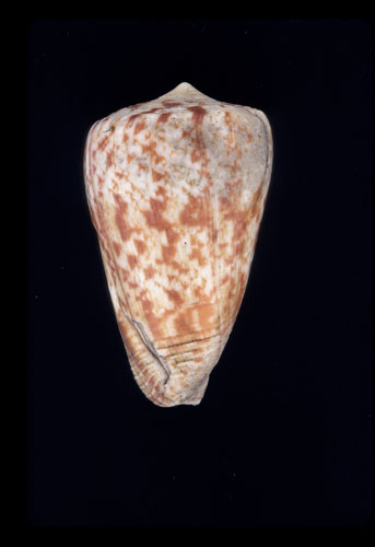 Conus muscosus  Lamarck, 1810 Primary Type Image