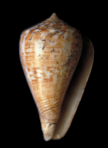 Conus mutabilis  Reeve, 1844 Syntype Image