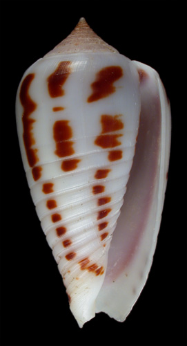 Conus nahoniaraensis  da Motta, 1986 Primary Type Image