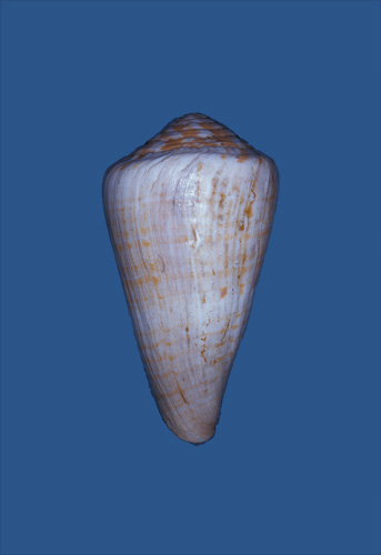 Conus namocanus  Hwass in Bruguière, 1792 Primary Type Image