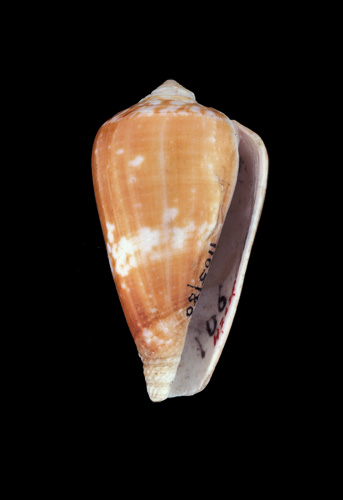 Conus narcissus  Lamarck, 1810 Primary Type Image